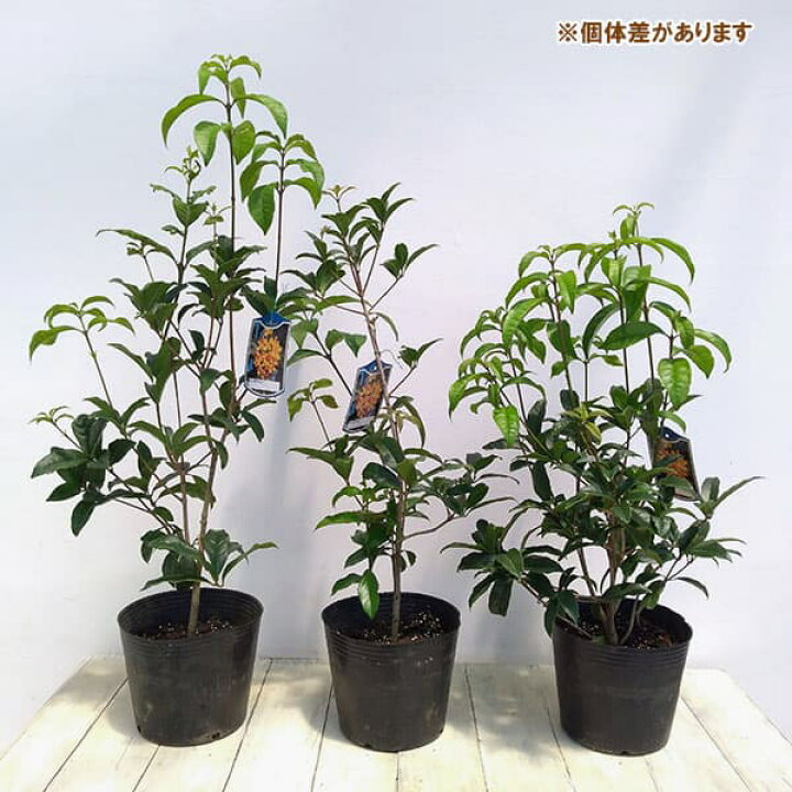 楽天市場 花木 庭木の苗 キンモクセイ 金木犀 6号ポット 園芸ネット プラス