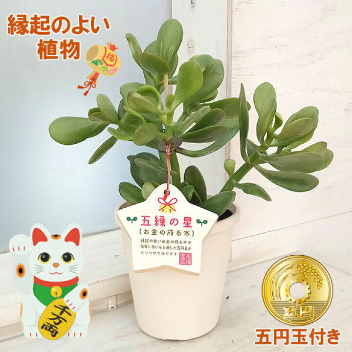 楽天市場】観葉植物/金のなる木（花月・カゲツ) ：五縁の星 