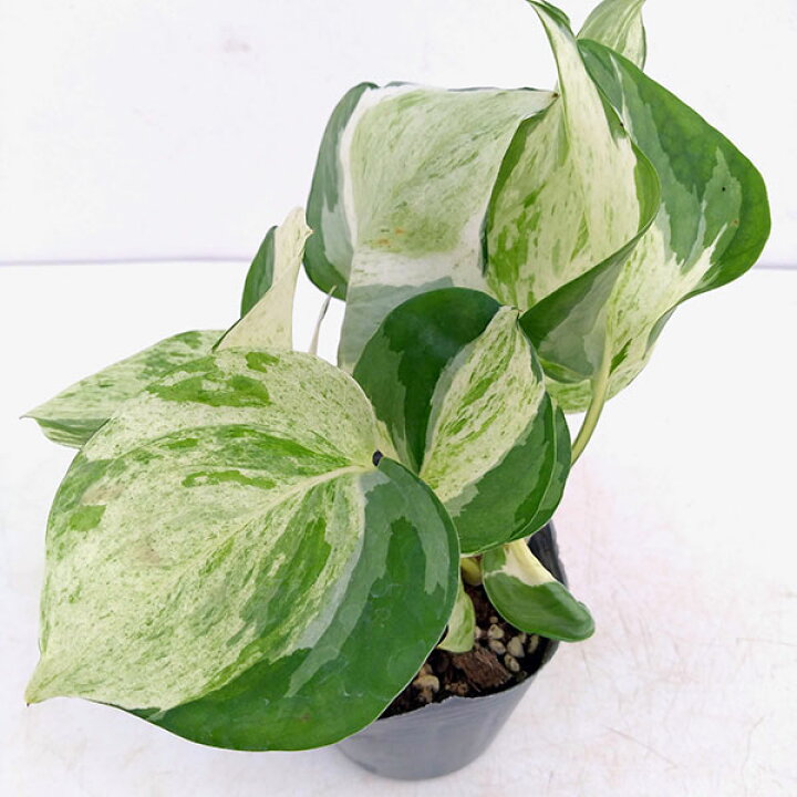 観葉植物 ポトス マーブル3号ポット 最も信頼できる