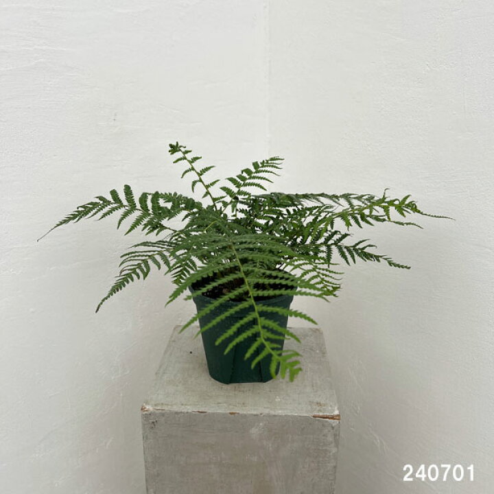 楽天市場】観葉植物/ディクソニア：アンタルクティカ 5号鉢植え : 園芸 