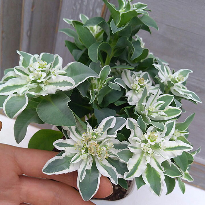 楽天市場 草花の苗 ハツユキソウ 初雪草 氷河3 5号ポット 6株セット 園芸ネット プラス