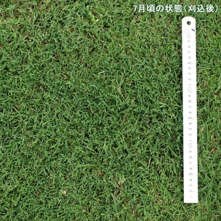楽天市場 芝の種 西洋芝バミューダグラス ミラージュ2 ツー 1kg 園芸ネット プラス
