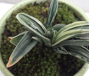 観葉植物/万年青(おもと):瑞泉オリーブ陶器鉢植え・受け皿付き