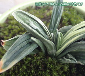 観葉植物/万年青(おもと):瑞泉オリーブ陶器鉢植え・受け皿付き