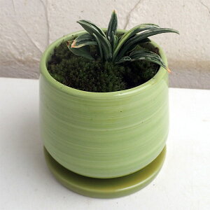 観葉植物/万年青(おもと):瑞泉オリーブ陶器鉢植え・受け皿付き