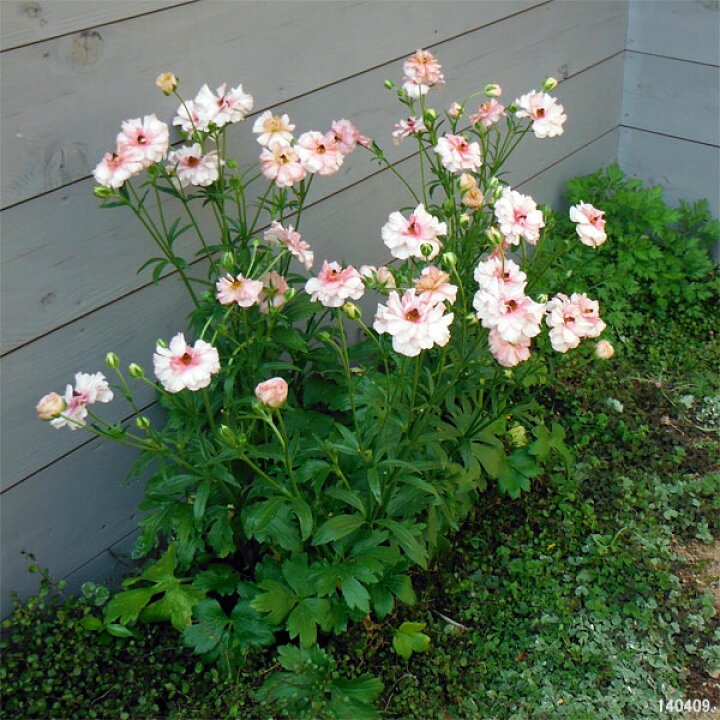 楽天市場 草花の苗 ラナンキュラス ラックス アリアドネ6号鉢植え 園芸ネット プラス