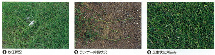 19370円 【メーカー公式ショップ】 芝 芝生 種 暖地型 センチピードグラス 1kg 19370円 【メーカー公式ショップ】 芝 芝生 種 暖地型 センチピードグラス 1kg