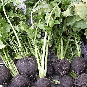 i킯j_CRFۑ卪 ی^(C^A؁j[8-9܂@؃^l]