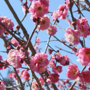 Ԗ ؂̕c/niEiԔ~jFdgiGJREjږؕc4`5|bg