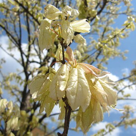 花木 庭木の苗/トウカエデ：花散里（ハナチルサト・メイプルレインボー）3.5～4号ポット