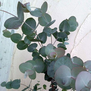 Ԗ ؂̕c/[JFvu^i␢Ej3|bg