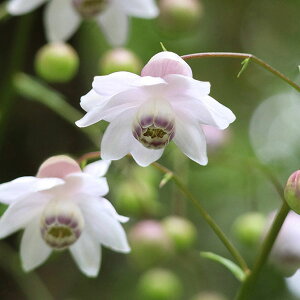 R쑐̕c/QVE}i@؏j3-3.5|bg