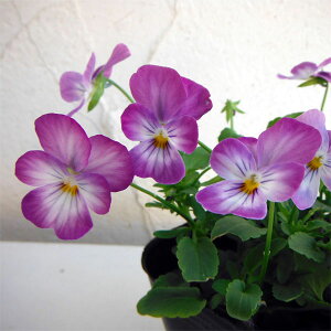 Ԃ̕c/rIFrr x_[AeB[N3`3.5|bg