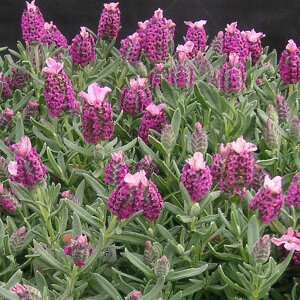 n[u̕c/t`x_[iXgGJXnjFL[bh3|bg