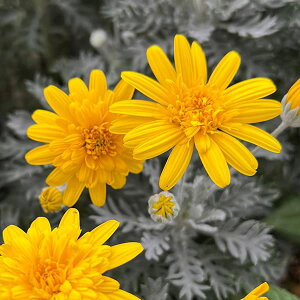 Ԃ̕c/IvXf[W[FeBA~L3|bg