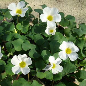 Ԃ̕c/ILUXFoArX@zCg3|bg2Zbg