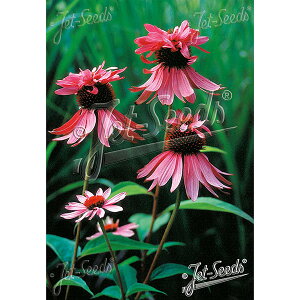 Ԃ̕c/GLiZAFp[vA _ufbJ[3|bg