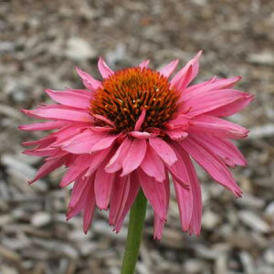 Ԃ̕c/GLiZAF_ufbJ[3|bg2Zbg