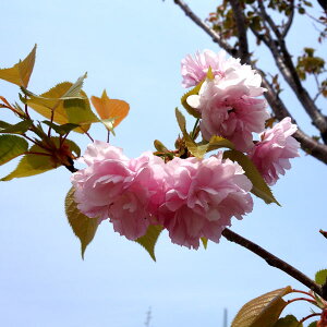 Ԗ ؂̕c/Fg؁iREJjږؕc4`5|bg