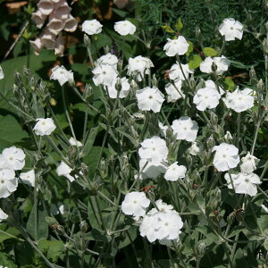 Ԃ̕c/NjXFRiA AoiXCZmEj3-3.5|bg