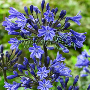 アガパンサス 苗の人気商品 通販 価格比較 価格 Com