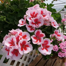 楽天市場 ゼラニウム 鉢植えの通販