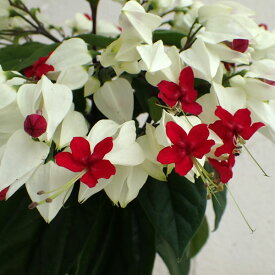 楽天市場 源平カズラの通販