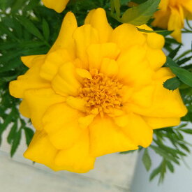 草花の苗/マリーゴールド ：デュランゴ　イエロー3-3.5号ポット