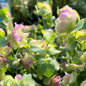 楽天市場 ハーブの苗物 植物の種類オレガノ 苗物 ガーデニング 農業 花 ガーデン Diyの通販