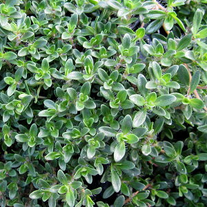 n[u̕c/^CiقӂjFC^[^C3|bg2Zbg