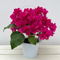 楽天市場】花 ブーゲンビリア（花・観葉植物｜花・ガーデン・DIY）の通販