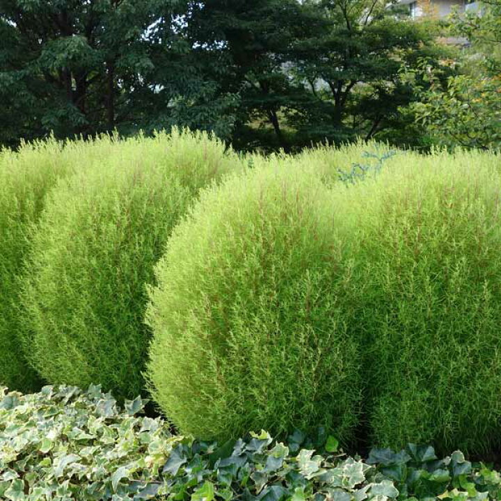 楽天市場】コキア（ホウキグサ）5号鉢植え : 園芸ネット プラス 