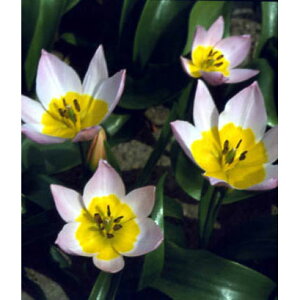 /`[bvinjFTNTeBXij10