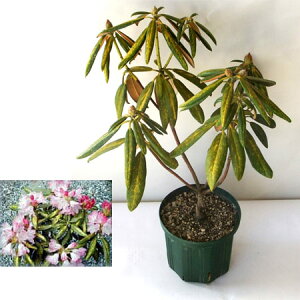 Ԗ ؂̕c/{VNiQFܓсijΓ6|bg