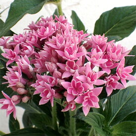 楽天市場 ペンタス 花の通販