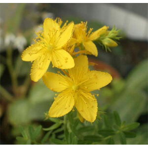 n[u̕c/ZgEWYE[g3|bg2Zbg