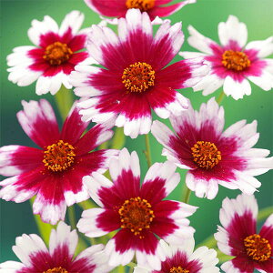 Ԃ̕c/RIvVXFO[Xth[3|bg