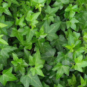 アイビー 苗の人気商品 通販 価格比較 価格 Com