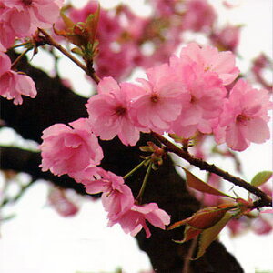 Ԗ ؂̕c/FgLixj^Jjږؕc4`5|bg