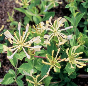 ���Ԃ̕c/[�I���Z�[��]���j�Z��(�n�j�[�T�b�N���j�F�O���n���E�g�[�}�X4���|�b�g