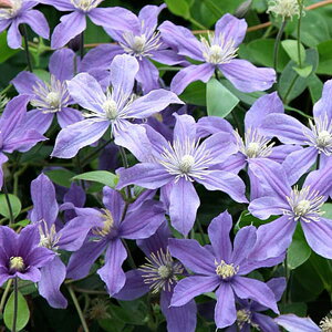 N}`X̕c/N}`XFAx4.5|bg(CeOtHAn)