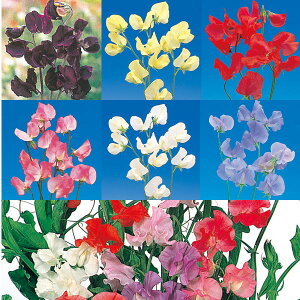 Ԃ̕c/[]XC[gs[܂ԐF~bNX3|bg28Zbg