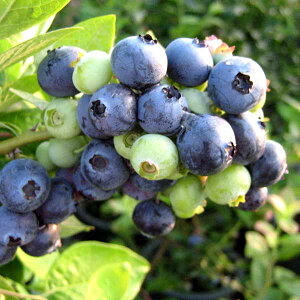 ʎ̕c/u[x[irbgACnjFtNx[4|bg