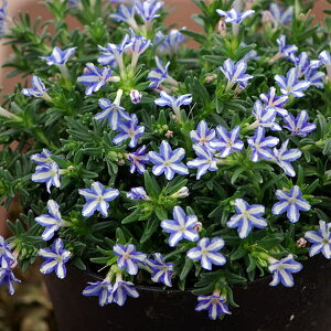 Ԃ̕c/\hi~}z^JYjFzCgX^[3|bg