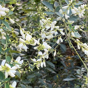 Ԗ ؂̕c/nMijFVnMij3.5|bg