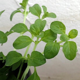 楽天市場 ブルーベリー 苗 種類 植物 ミント の通販