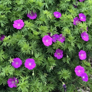 Ԃ̕c/QjEFj[nvV[p[v 3.5|bg