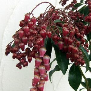 Ԗ ؂̕c/AZrin؁jFo[o^C@4.5|bg