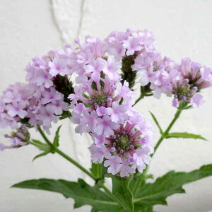 Ԃ̕c/o[xiFL_@|X3-3.5|bg4Zbg