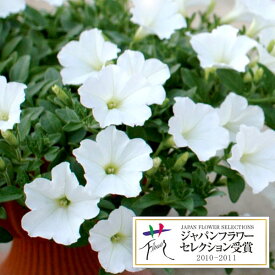 草花の苗/ランドスケープペチュニア：おゆきちゃん3.5号ポット2株セット
